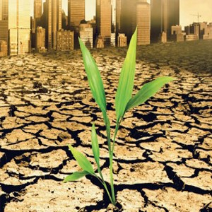 Planta em terra seca